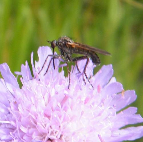 Réf. 317 380 : Empis tessellata